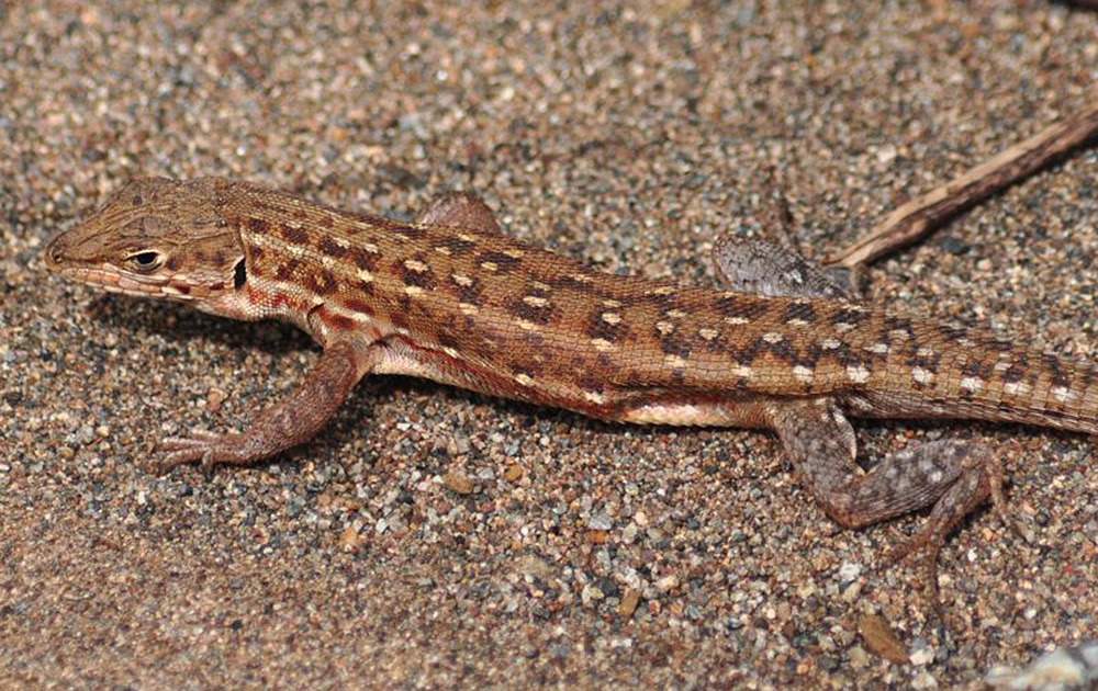 Meroles squamulosus “Wild” pictures