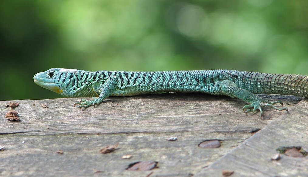 Gastropholis echinata “Wild” pictures