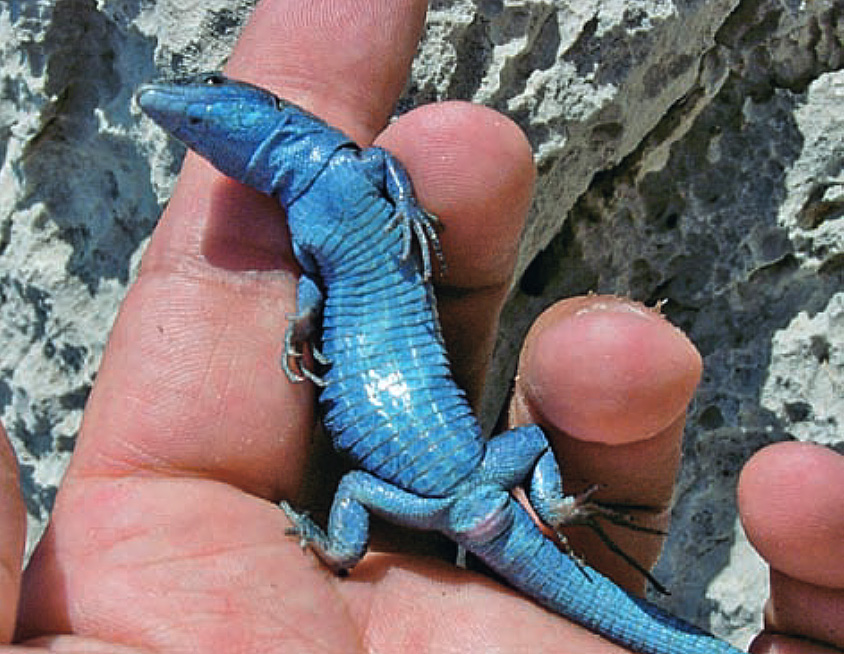 The blue lizard of Capri - Buyourtour