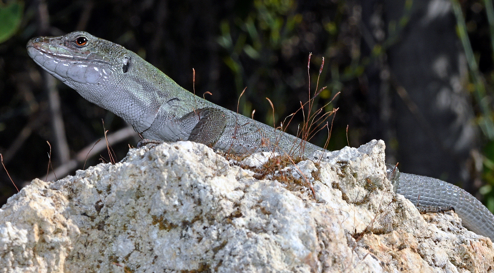 Sticulus Podarcis siculus siculus - “Wild” pictures
