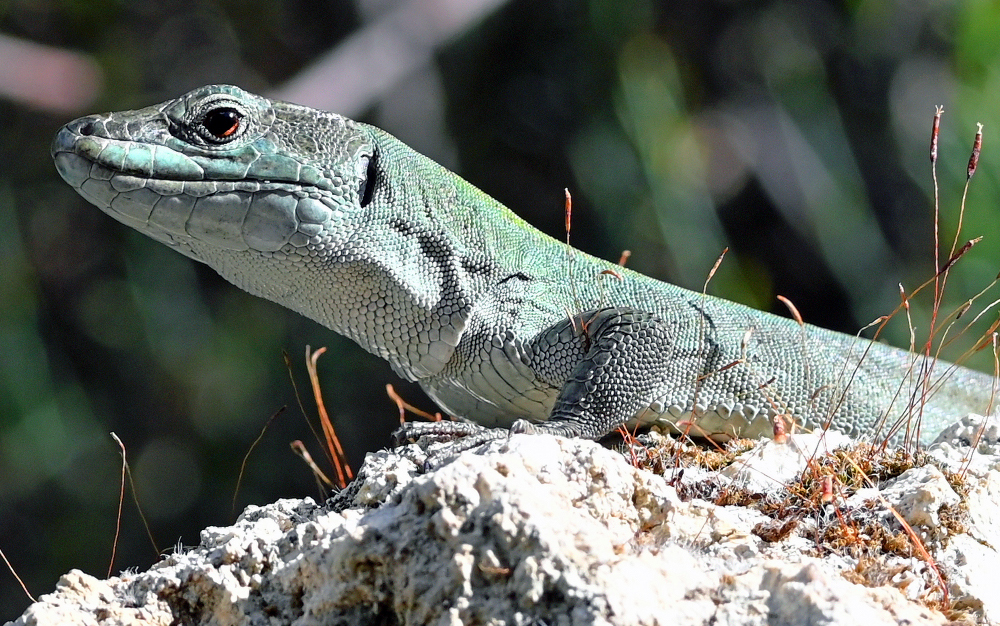 Sticulus Podarcis siculus siculus - “Wild” pictures