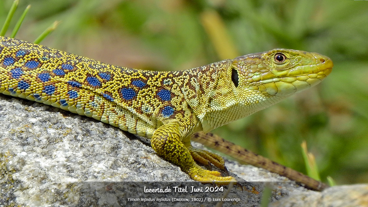 Home [www.lacerta.de]