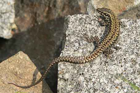 Podarcis muralis nigriventris