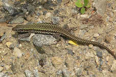 Podarcis muralis nigriventris