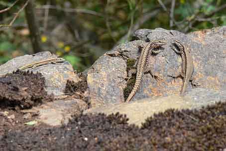 Podarcis muralis