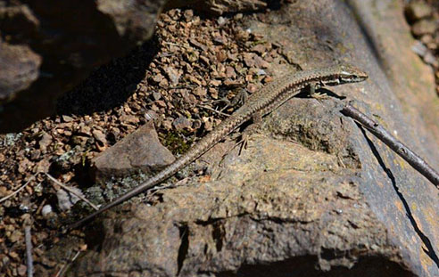 Podarcis muralis