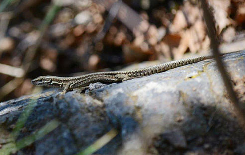 Podarcis muralis