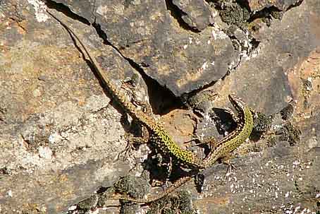 Podarcis muralis nigriventris