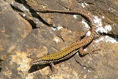 Podarcis muralis nigriventris